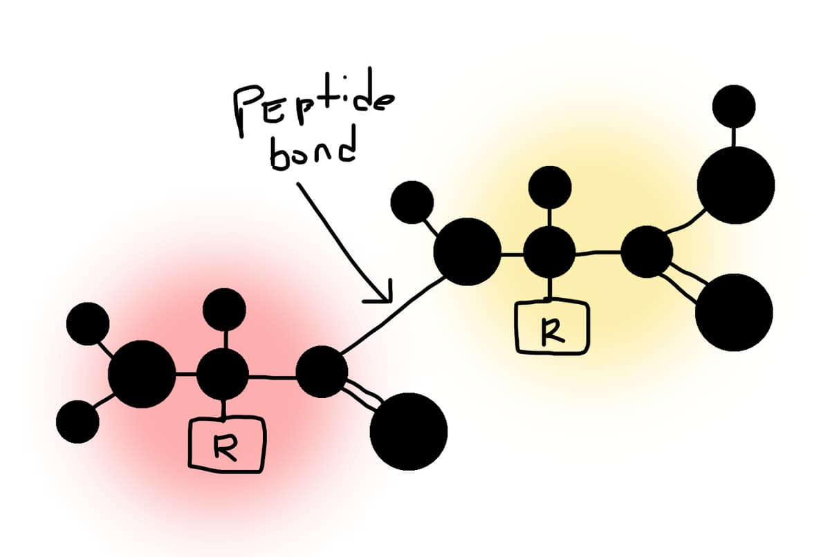 Peptide bond
